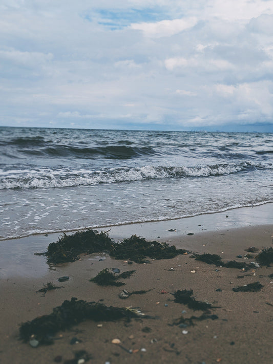 The Benefits of Using Seaweed On Your Lawn