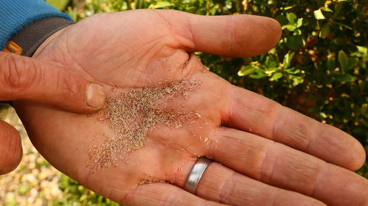 Can I Reseed My Lawn In August?