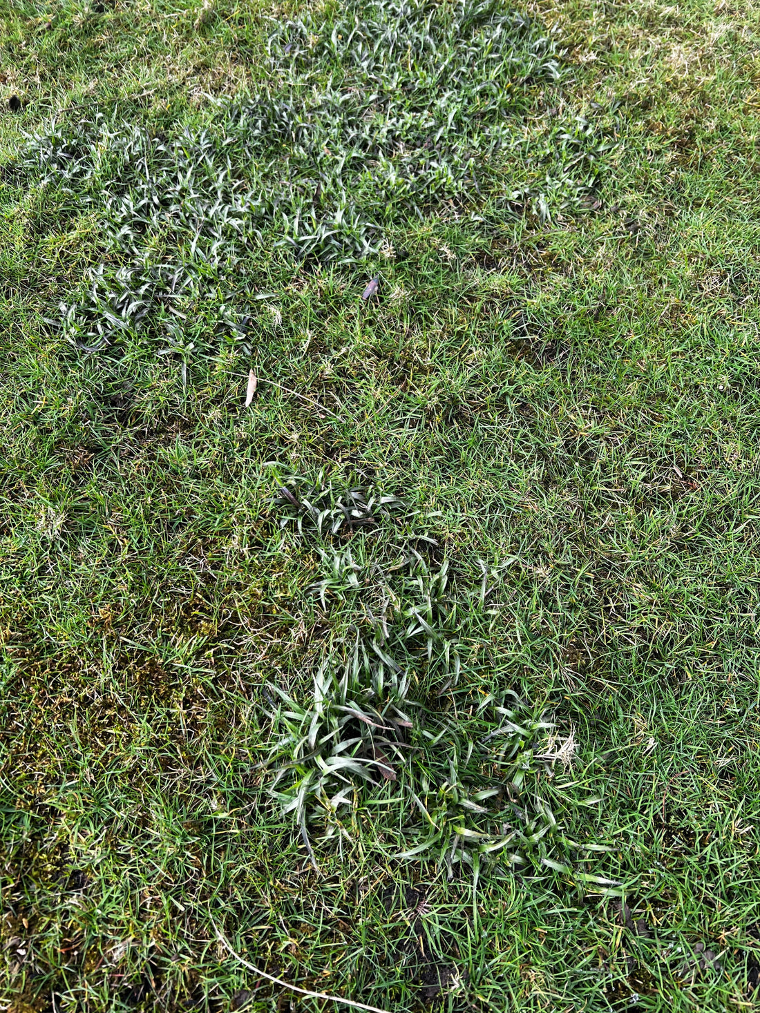 Battling Woodrush in Your Lawn: Identification, Conditions and Management